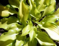 Bright yellow foliage with a fine green margin